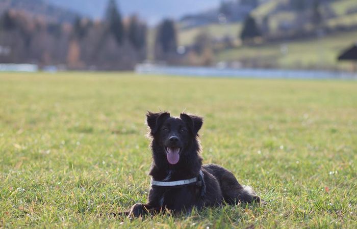 Urlaub mit Hund in Lana